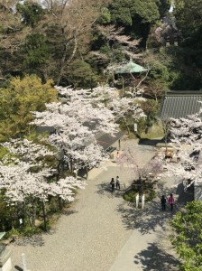 テーマ 春？_180330_0039