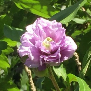 37568688_1759624404091273_3982735633280925696_n