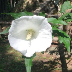 37626346_1759624444091269_7244360564099514368_n