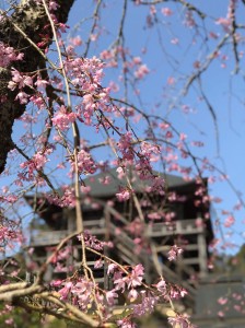 2019 春_190329_0001