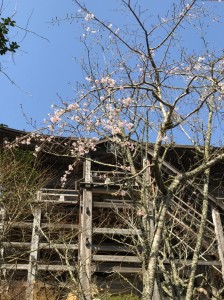 2019 春_190329_0008