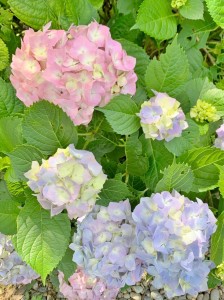 line_157718179957221