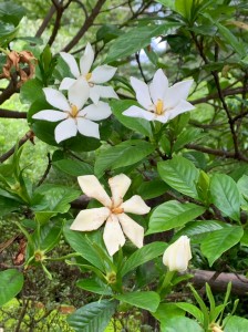 令和の夏 梅雨時の一コマ_190718_0038