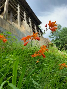 令和の夏 梅雨時の一コマ_190718_0041
